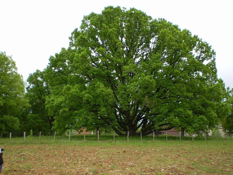 2008 05 Martel, le chêne sans tronc 03